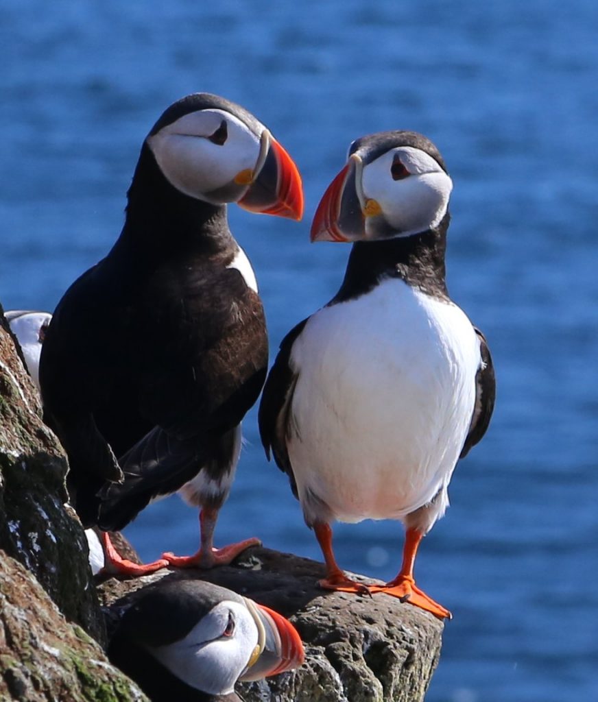 Beobachtung Puffins